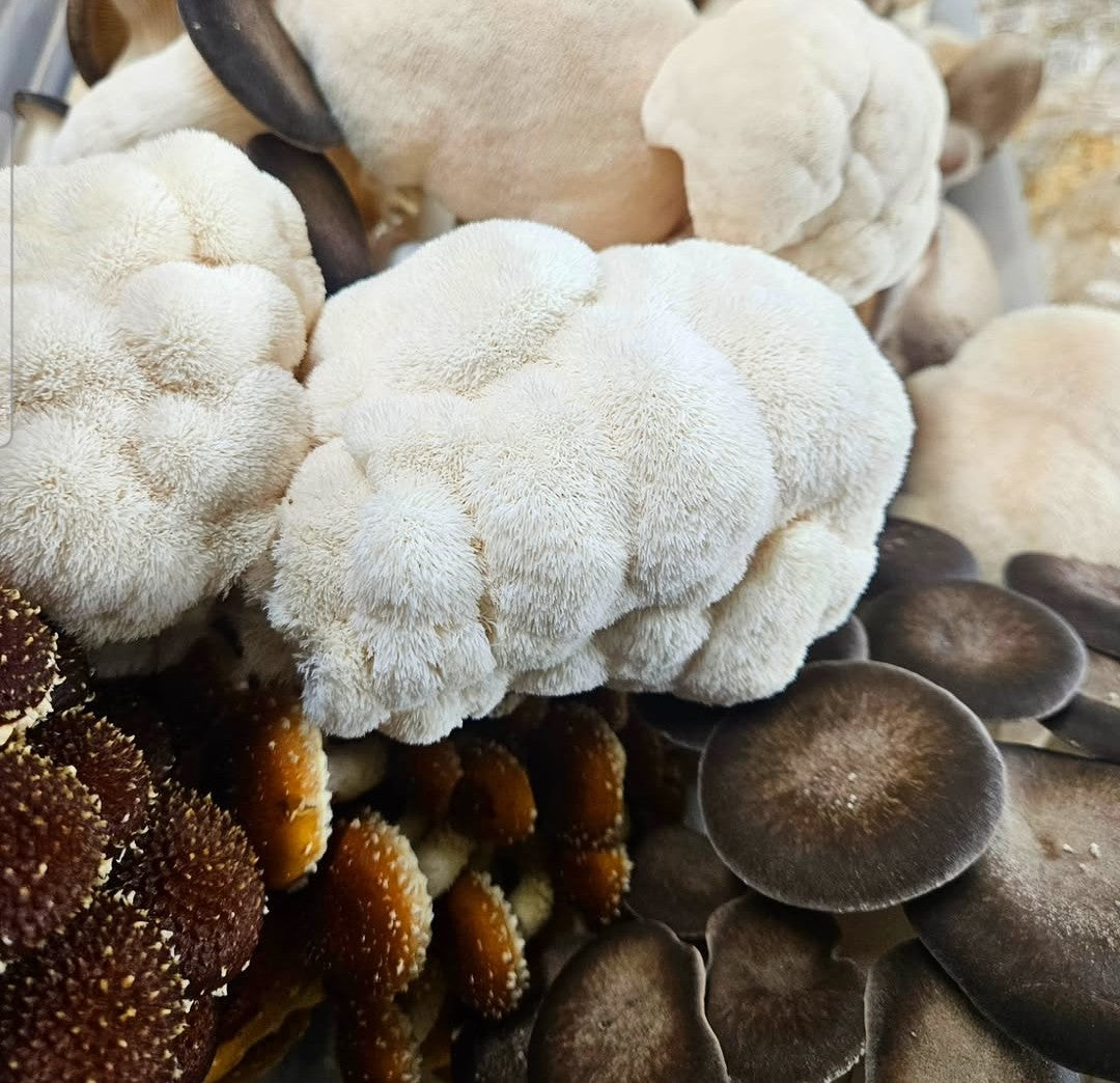 Fresh Gourmet Mushrooms