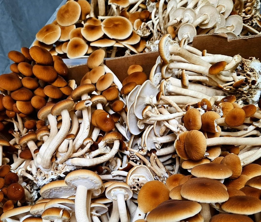 Fresh Gourmet Mushrooms
