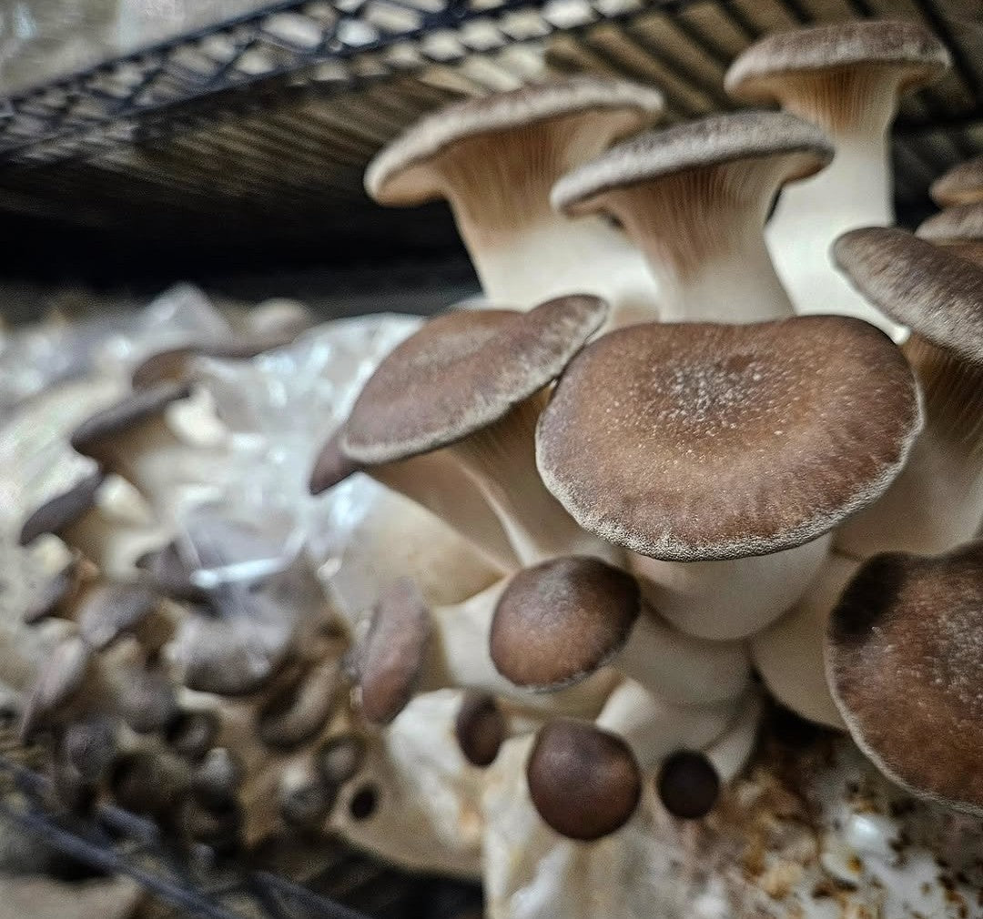 Fresh Gourmet Mushrooms
